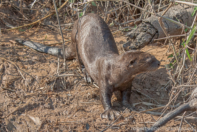 giant river otter